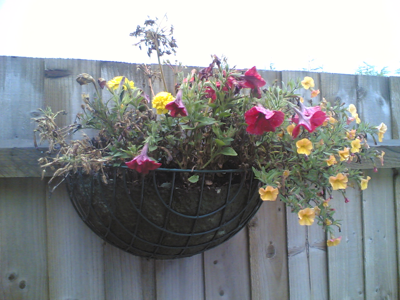 The basket of shame The basket of shame