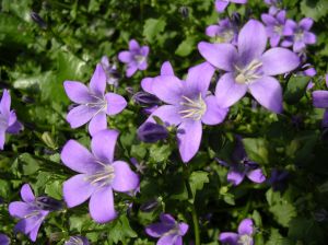 Canterbury Bells - Part of the Campanula mix of seeds