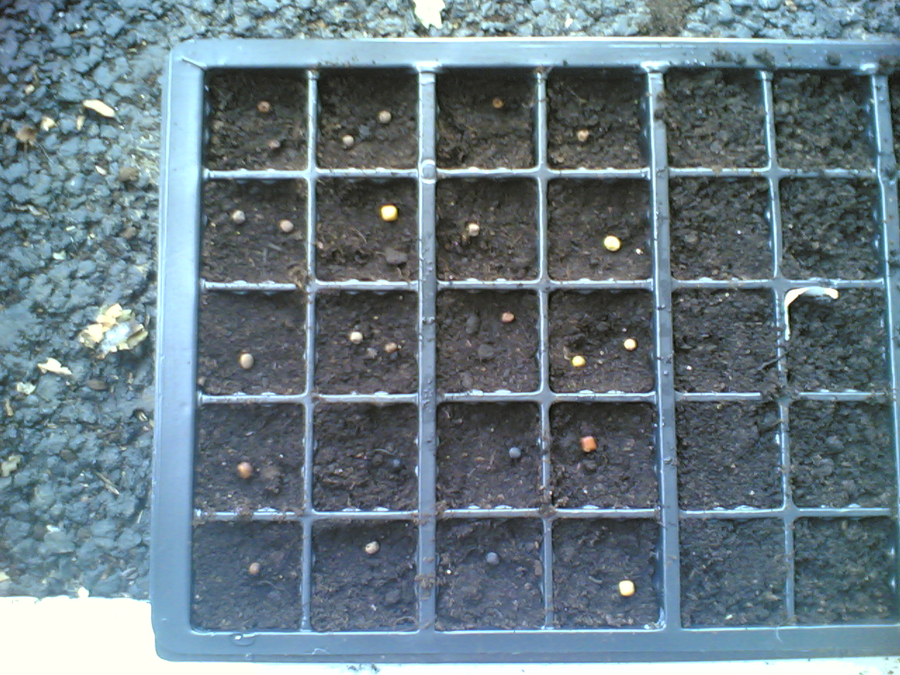 Sweet pea seeds in the propagator before covering with a layer of compost