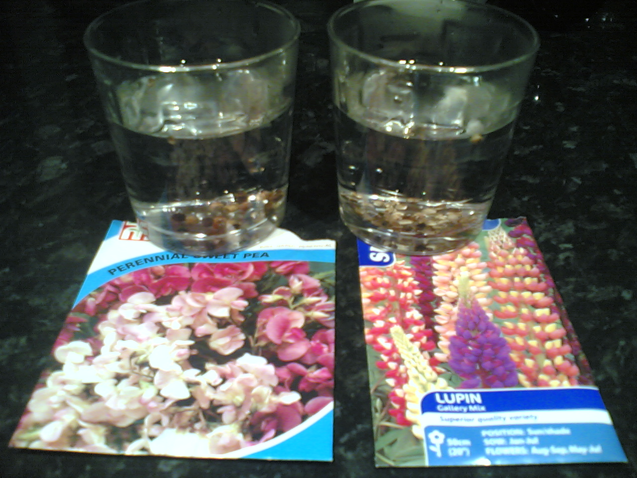 Seeds in warm water overnight to encourage germination